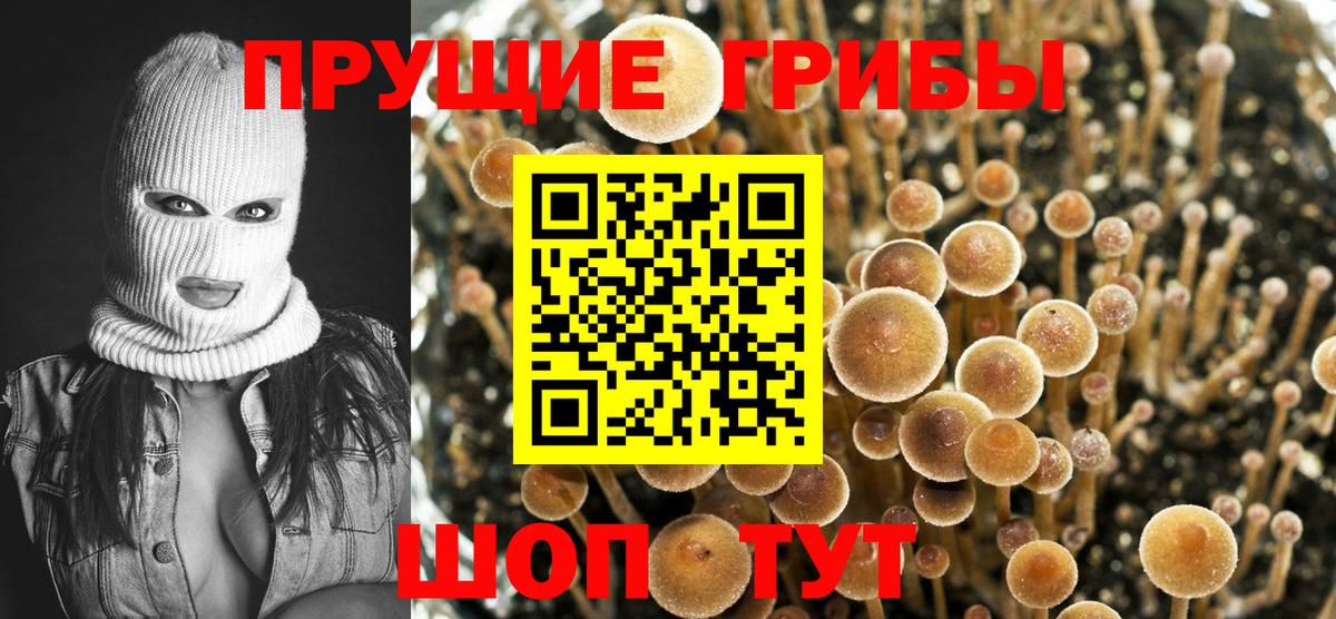 Псилоцибиновые грибы GOLDEN TEACHER Заводоуковск